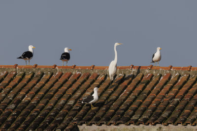 Great White heron - Ardea alba