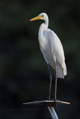 Great White heron - Ardea alba