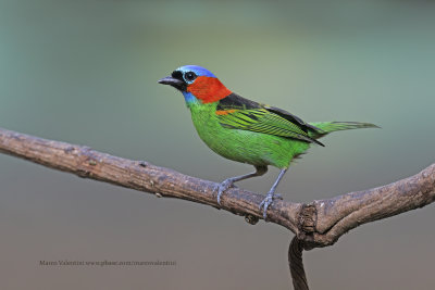 Red-necked Tanager - Tangara cyanocephala