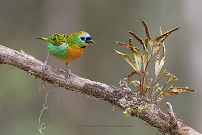 Brass-breasted Tanager - Tangara desmaresti