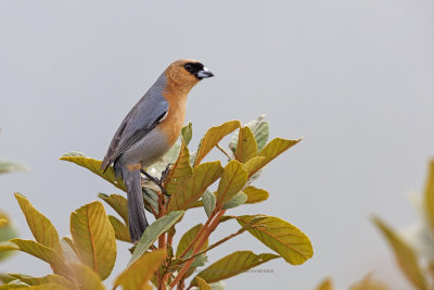 Cinnamon Tanager - Schistochlamys_ruficapillus