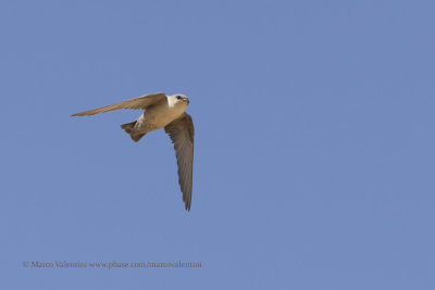 Rock Martin - Ptyonoprogne fuligula