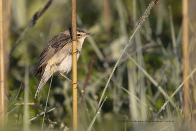 Sedge Warbler - Acrocephalus schoenobaenus