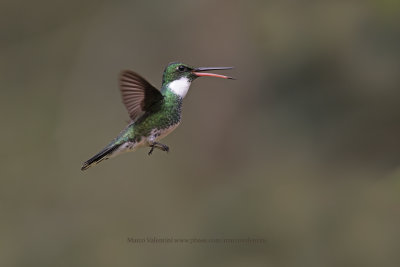 White-throated Hummingbird - Leucochloris albicollis