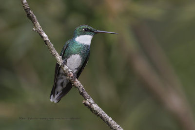 White-throated Hummingbird - Leucochloris albicollis