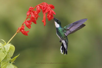 White-throated Hummingbird - Leucochloris albicollis