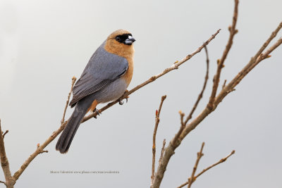 Cinnamon Tanager - Schistochlamys_ruficapillus