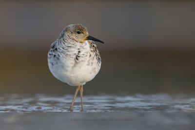 Ruff/Reeve - Philomachus pugnax