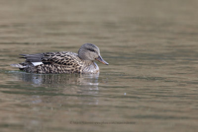 Gadwall - Anas strepera