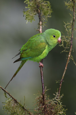 Plain Parakeet- Brotogeris tirica