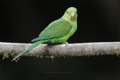 Plain Parakeet- Brotogeris tirica