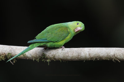 Plain Parakeet- Brotogeris tirica