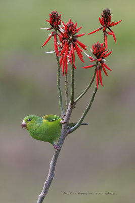 Plain Parakeet- Brotogeris tirica