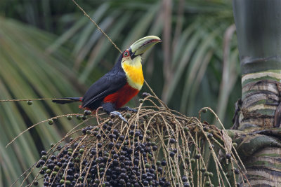 Green-billed Toucan - Ramphastos dicolorus