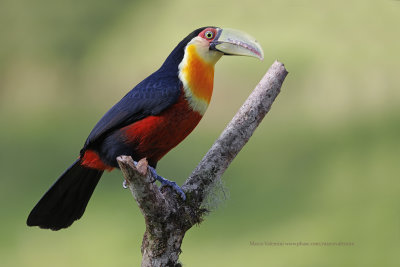 Green-billed Toucan - Ramphastos dicolorus