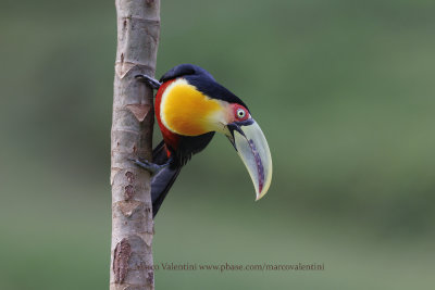 Green-billed Toucan - Ramphastos dicolorus