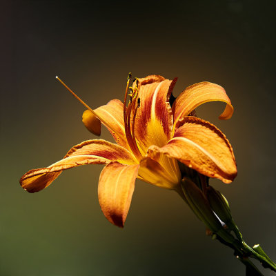 day_lilies