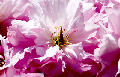 early_spring_walk_mostly_tulips