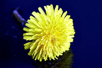 dandelion_macro