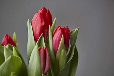 tulips_