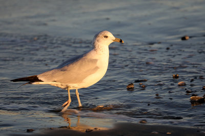 0T5A2732 IOP gull.jpg