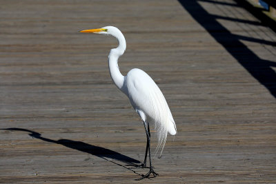 0T5A3969 Boardwalk egret.jpg