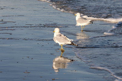 0T5A4378 Two IOP gulls.jpg