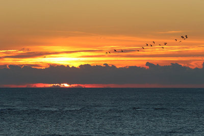 EE5A5683 Sunrise birds.jpg