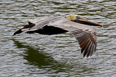 EE5A0699 Low flying pelican.jpg