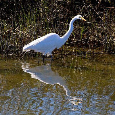 EE5A7830 Egret and reflection.jpg