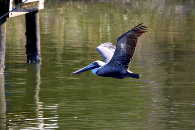 EE5A7888 Flight of the pelican.jpg