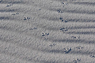 EE5A8126 Footprints in the sand.jpg