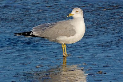 EE5A8174 Late afternoon gull.jpg