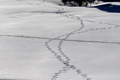 EE5A4283 Footprints in the NM snow.jpg