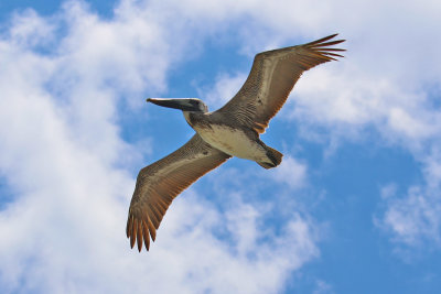 EE5A4259 Pelican up close fly by.jpg