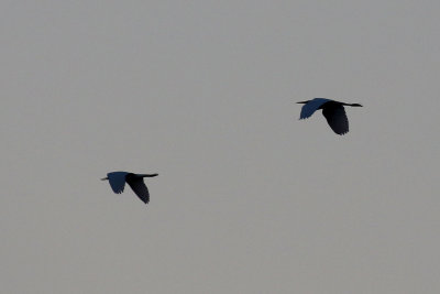 EE5A4676 Pair of Great Blue Herons passing by.jpg