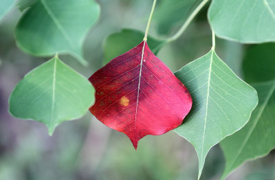 IMG_4535 Red leaf.jpg