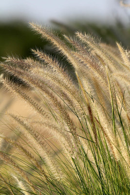 IMG_5396 Richardson grass plant.jpg