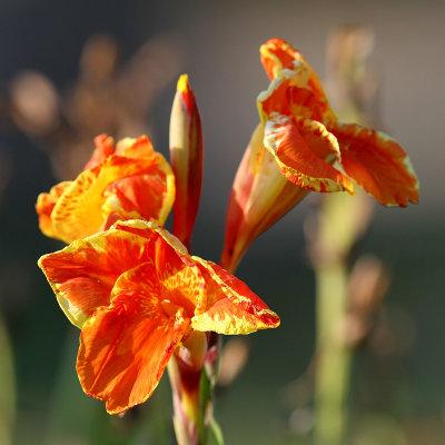 IMG_5401 Richardson orange wildflower.jpg