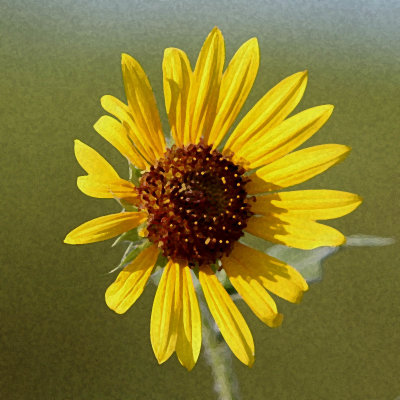 IMG_5432 Richardson yellow flower Songe 6-2-1.jpg