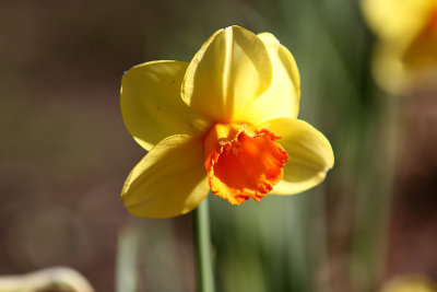 IMG_6406 Richardson Daffodil.jpg
