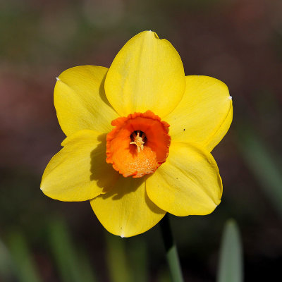 IMG_6434 Daffodil.jpg