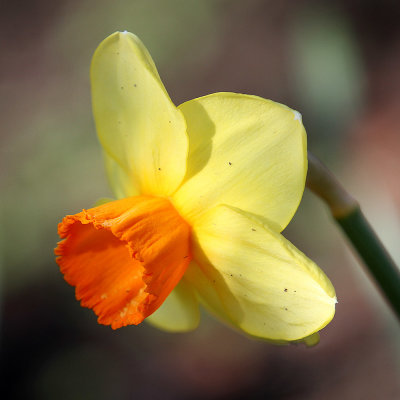 IMG_6453 Daffodil side view.jpg