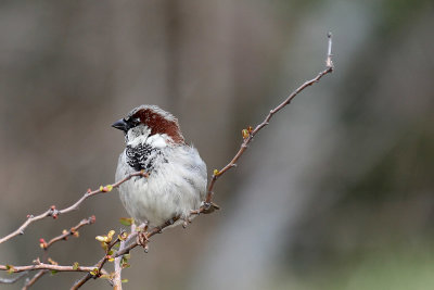 IMG_6507 Backyard house sparrow.jpg