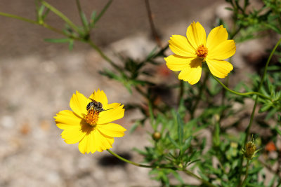 6P5A0164 Bee on flower.jpg
