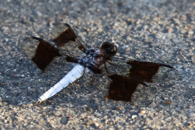 6P5A0522 Common whitetail dragonfly.jpg