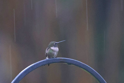 6P5A1341 Hummer in early morning rain.jpg