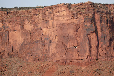 0T5A8881 Bald eagle and red rocks.jpg