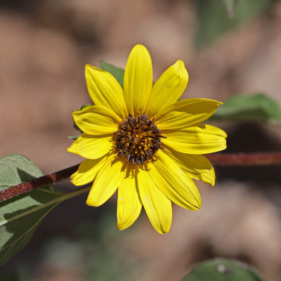 0T5A8977 Utah yellow flower.jpg