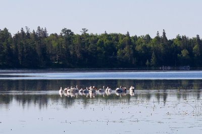 6P5A1832 White pelicans on Lake Itasca.jpg